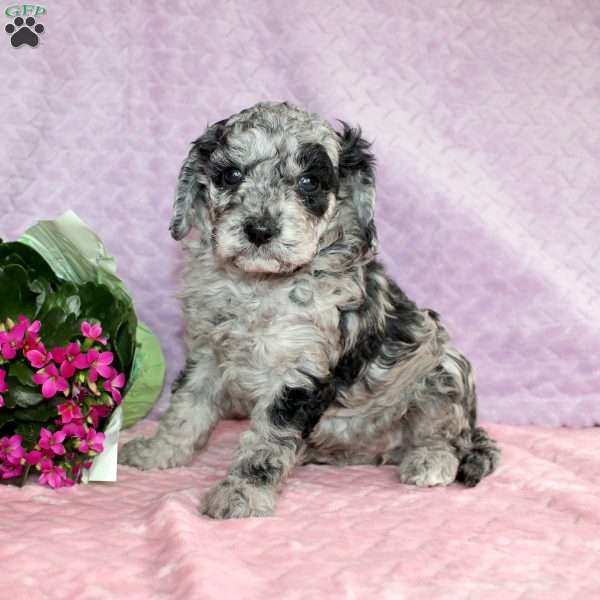 Minnie Mae, Miniature Poodle Puppy